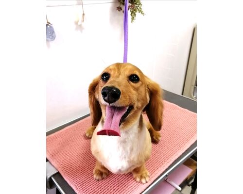 ミニチュアダックスフント　トリミング