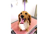 ミニチュアダックスフンド